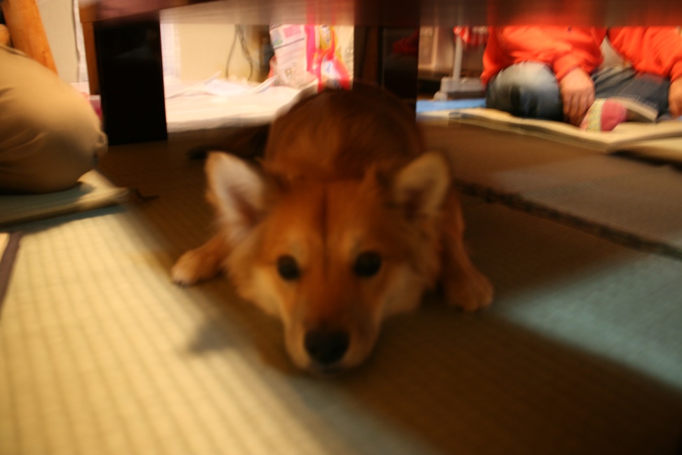 橙ちゃん 新生活スタート!_f0242002_2151188.jpg