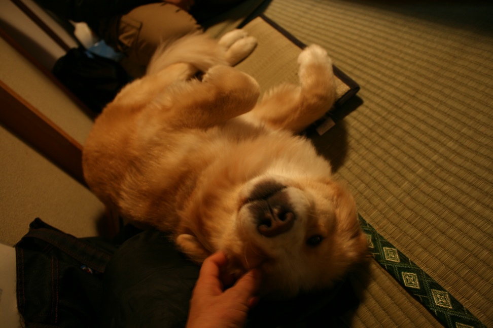 橙ちゃん 新生活スタート!_f0242002_2155518.jpg