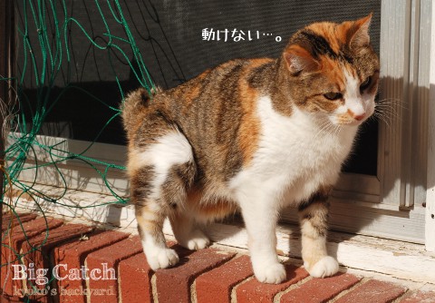 園芸用ネットにかかった大物(猫)_b0253205_329186.jpg