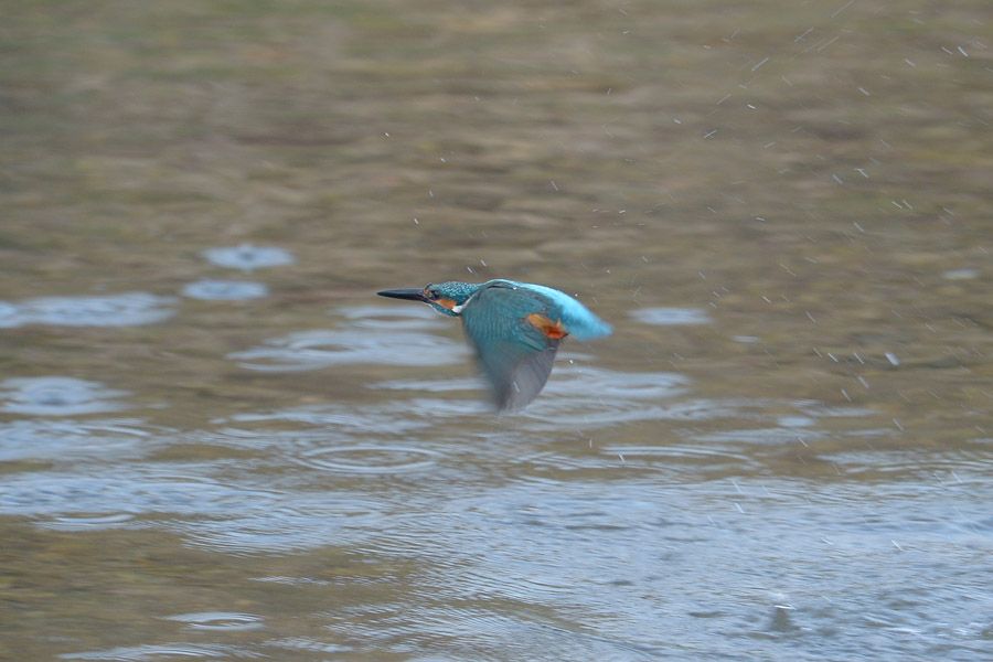 140103 川の雄ホバホバ_c0278820_17341221.jpg