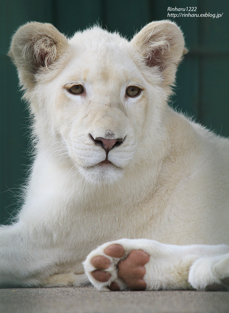 2013.9.23 東北サファリ☆ホワイトライオンのヒマちゃん【White lion】_f0250322_20474312.jpg