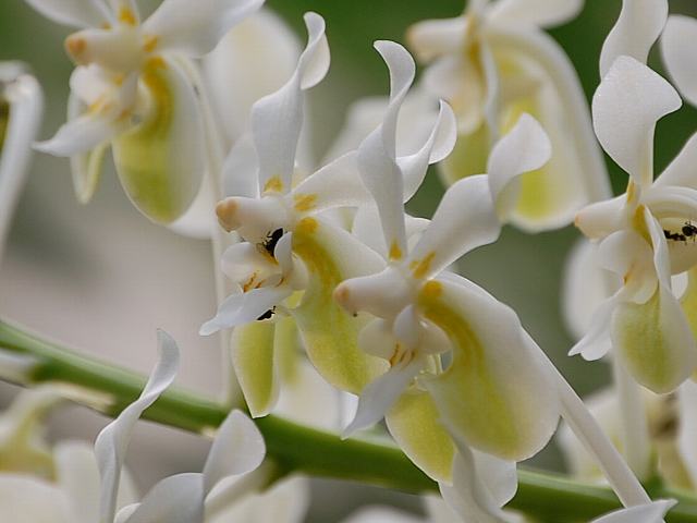 リ*ル様 コウトヒスイラン。 GKZ植物事典・コウトウヒスイラン