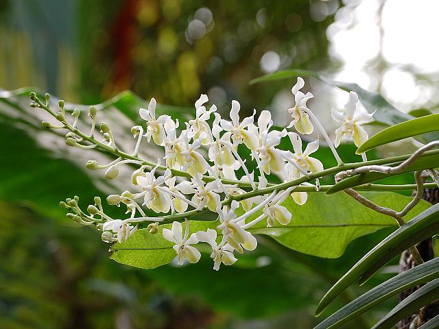 リ*ル様 コウトヒスイラン。 リ*ル様 コウトヒスイラン。 GKZ植物事典・コウトウヒスイラン