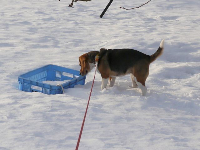 雪の上の愛犬_c0190940_16414118.jpg