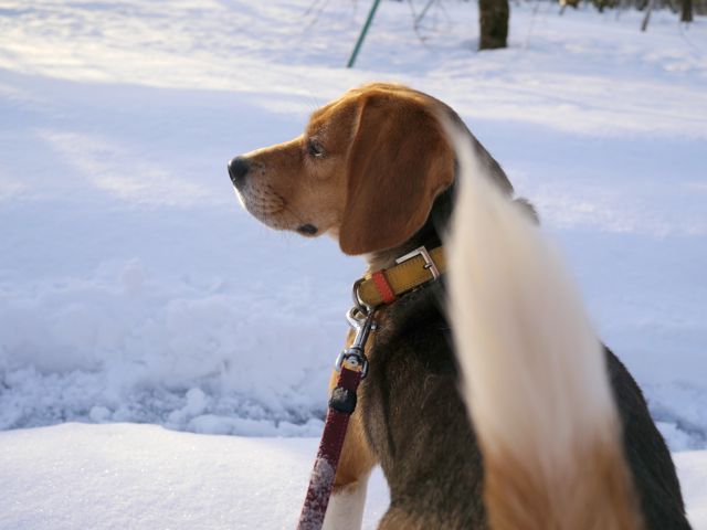 雪の上の愛犬_c0190940_16414236.jpg