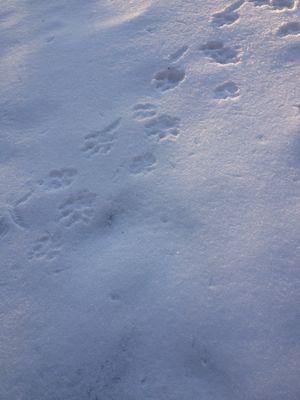 c0206342_2152176.jpg