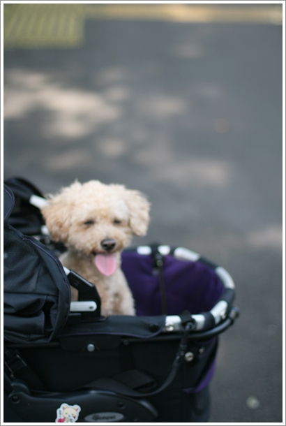 【日比谷】 日比谷公園でワンワン犬散歩_c0311342_20592527.jpg