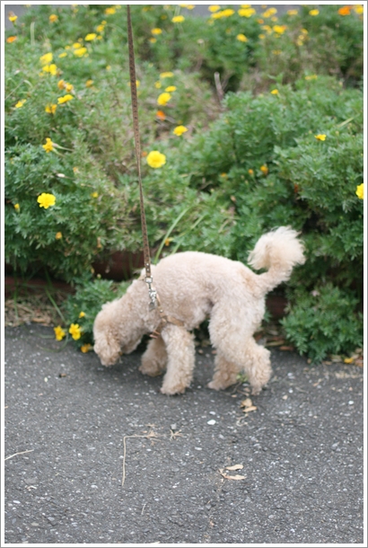 【日比谷】 日比谷公園でワンワン犬散歩_c0311342_2110368.jpg