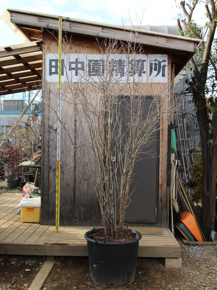 ナツハゼ 株立ち 夏櫨 極上品 希少品 貴重品 販売 画像 写真