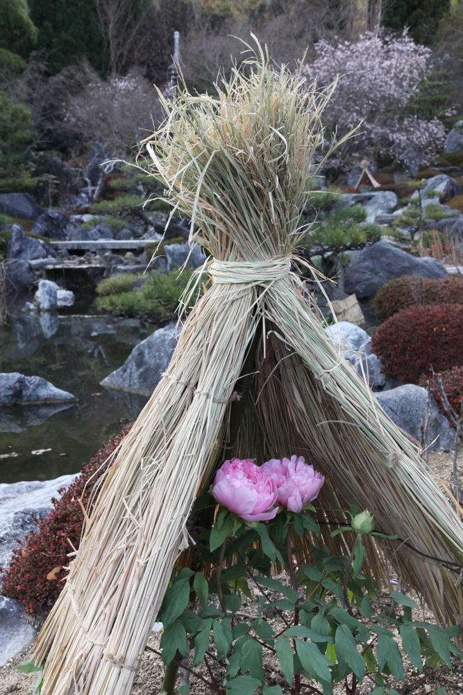 葛城市　当麻寺　奥の院　冬牡丹　桜_c0108146_23384975.jpg