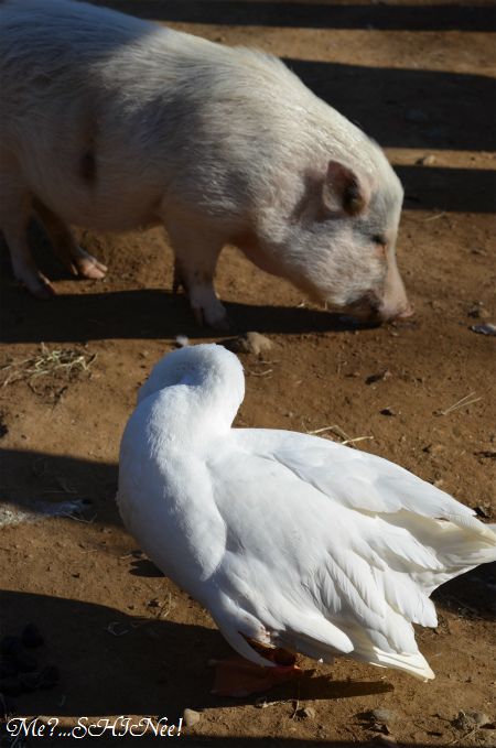 こども動物自然公園 ①_e0080563_051428.jpg