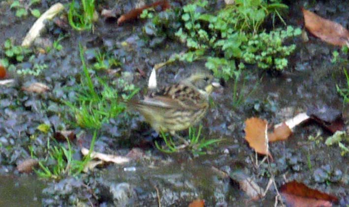 里山ってなんだ！第58回生物の多様性46アオジ_c0014967_10181053.jpg