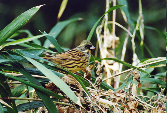 里山ってなんだ！第58回生物の多様性46アオジ_c0014967_1054428.jpg