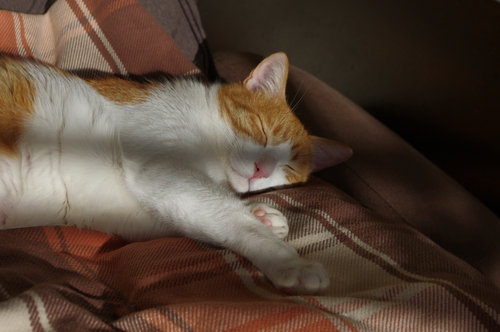 実はスマップの青春バンブー好きなんす ご機嫌元氣 猫の森公式ブログ 実はスマップの青春バンブー好きなんす ご機嫌元氣 猫の森公式ブログ