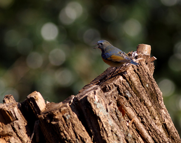 年明け初撮り　青い鳥ルリビタキ　　Red-flanked bluetail_b0227680_19323191.jpg