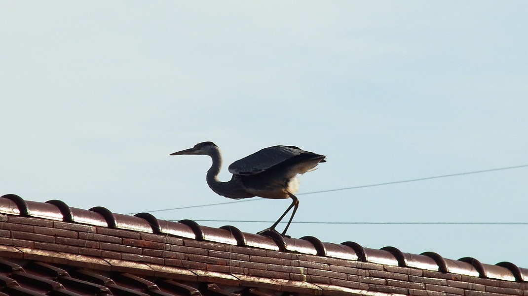 a0152692_1822227.jpg