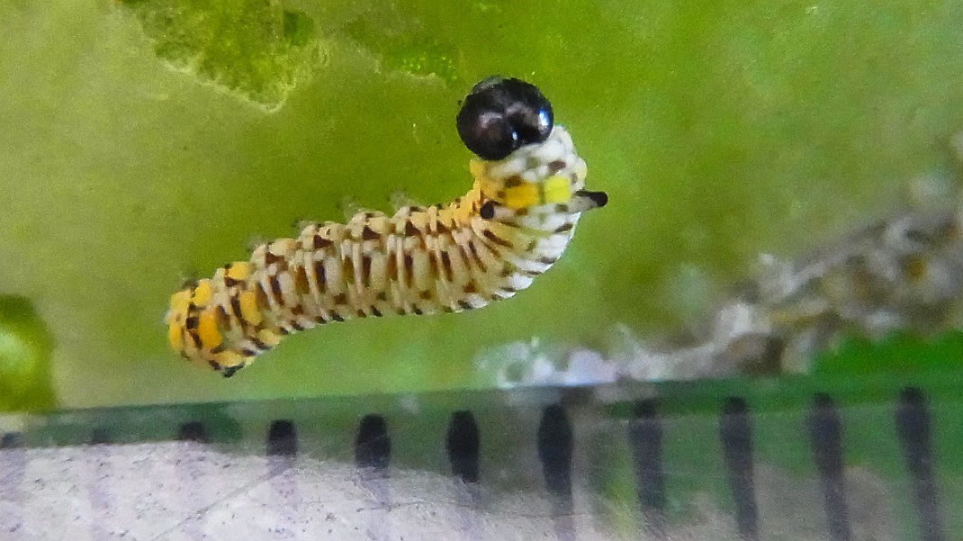 a0152692_18275992.jpg