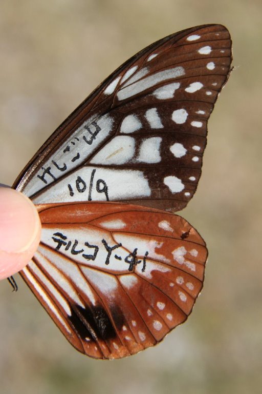 a0152692_21273761.jpg