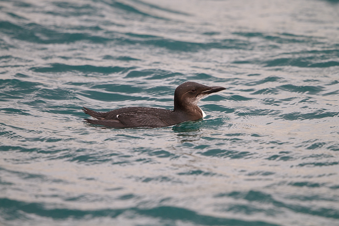 ハシブトウミガラス : 青い鳥＠青い森