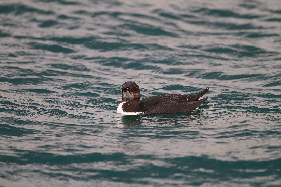 ハシブトウミガラス : 青い鳥＠青い森