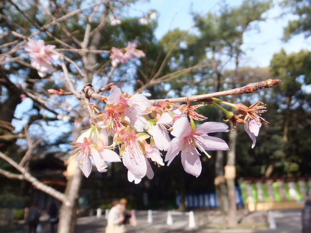 初詣　熱田神宮_a0271502_14301135.jpg