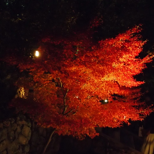 遅ればせながら、紅葉_b0118209_15553542.jpg