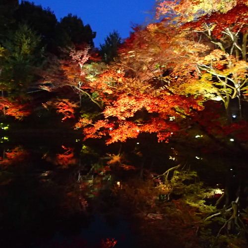 遅ればせながら、紅葉_b0118209_1555370.jpg