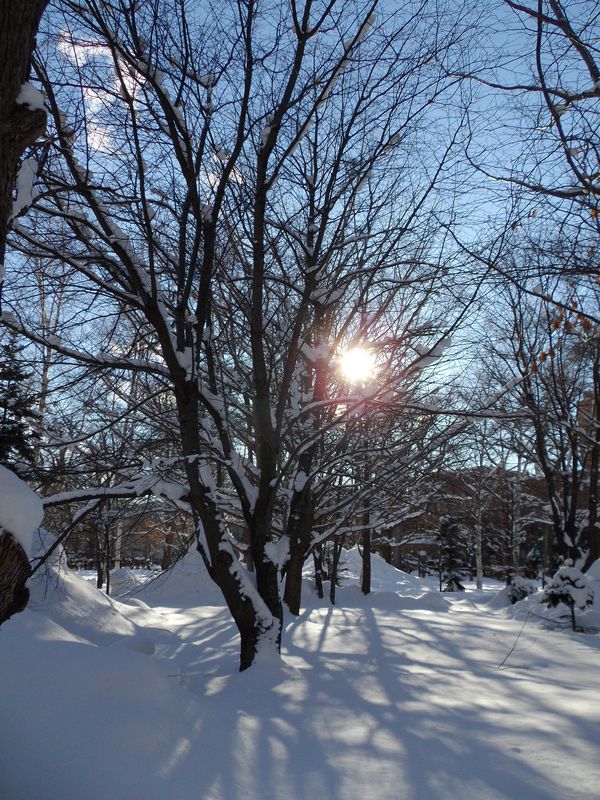 1月4日 晴れ後雪後晴れ後大雪_c0025115_2353092.jpg
