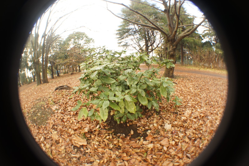 Beroflex SuperWide FishEye 12mmF8_c0109833_18193259.jpg