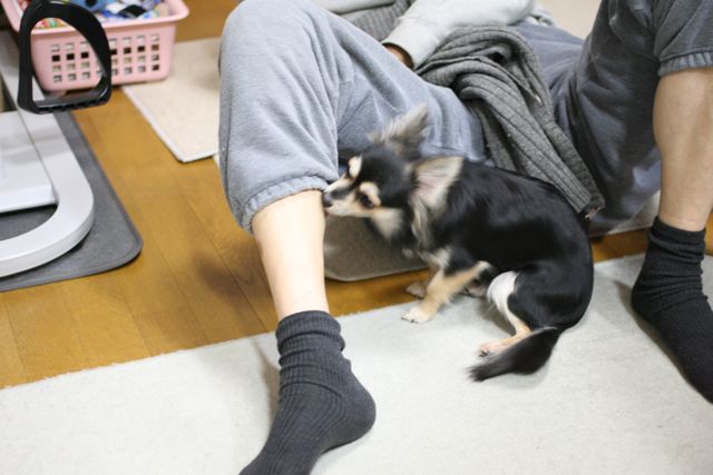 犬は今を生きる天才_b0031538_2316115.jpg