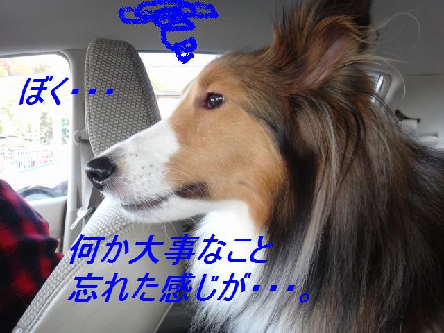 ドッグランへドライブ&あぁ定休日☆どうする?_e0195743_1344641.jpg