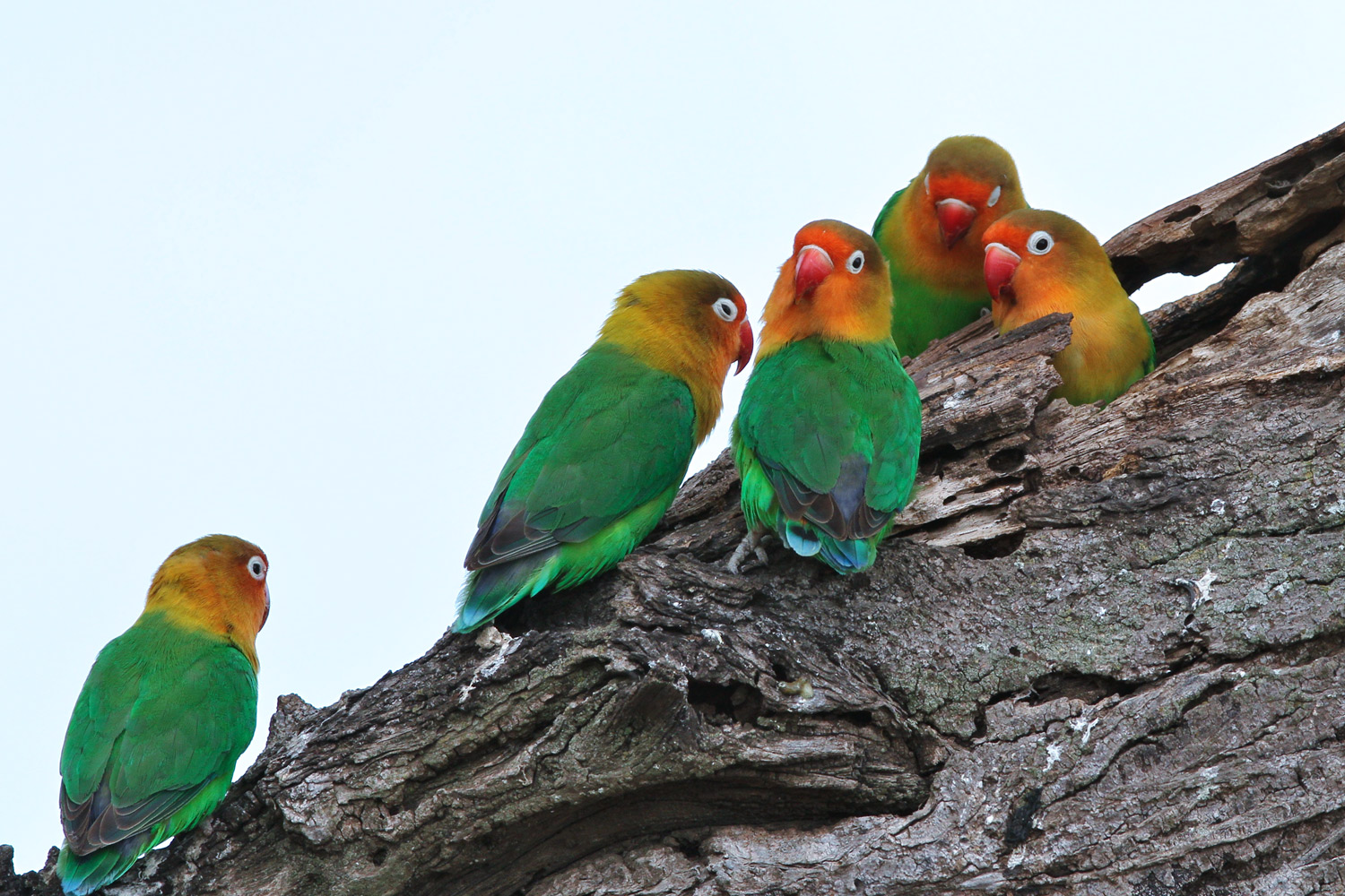 ルリゴシボタンインコ（Fischer\'s Lovebird ）_d0013455_15523620.jpg