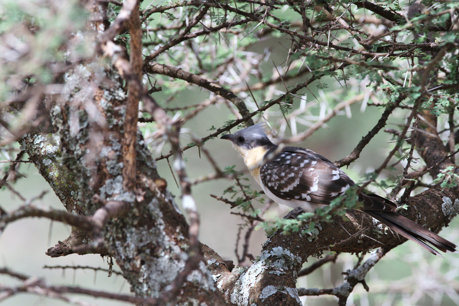 マダラカンムリカッコウ（Great Spotted Cuckoo ）_d0013455_16195966.jpg