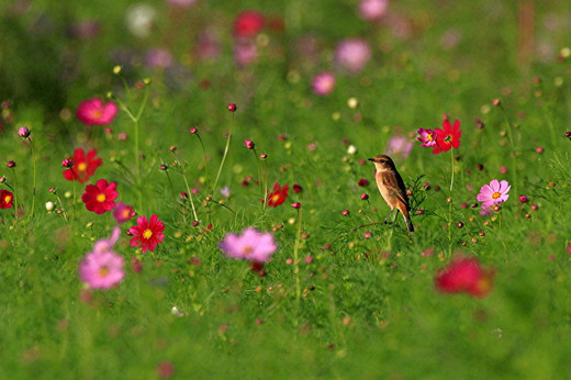 秋　桜　　ノビタキ_e0139059_0215640.jpg