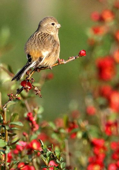 花爛漫　　ベニマシコ、ホオジロ_e0139059_12223467.jpg