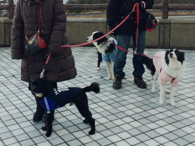 犬旅 草津温泉 ボーダーコリー セサミ ソルトのゴマシオニッキ 犬旅 草津温泉 ボーダーコリー セサミ ソルトのゴマシオニッキ