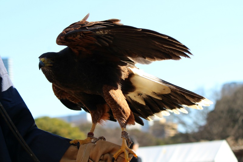 浜離宮恩賜庭園の放鷹術②_a0127090_23384832.jpg