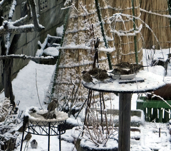 雀の餌台、雪があるのと無いのと～♪_a0136293_141146100.jpg