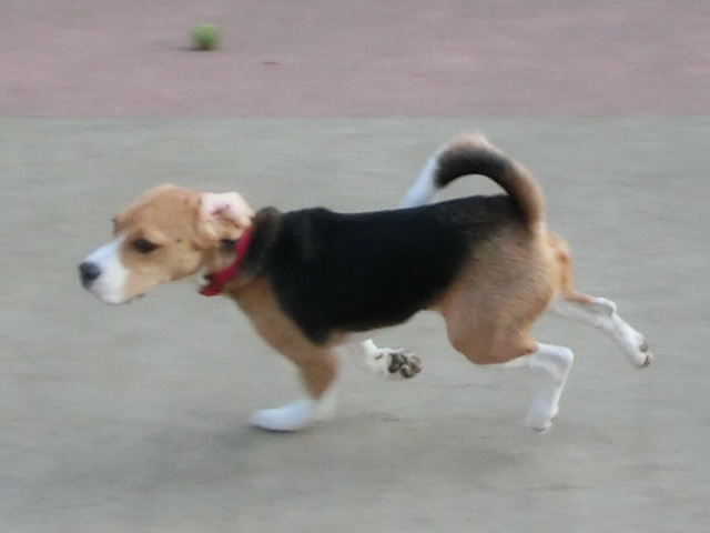 a0319693_1128032.jpg