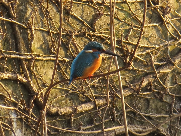 2014年のカワセミ初撮影_f0033598_21525152.jpg