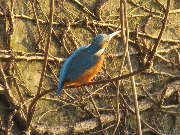 2014年のカワセミ初撮影_f0033598_21532022.jpg