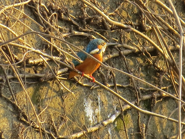 2014年のカワセミ初撮影_f0033598_2153317.jpg