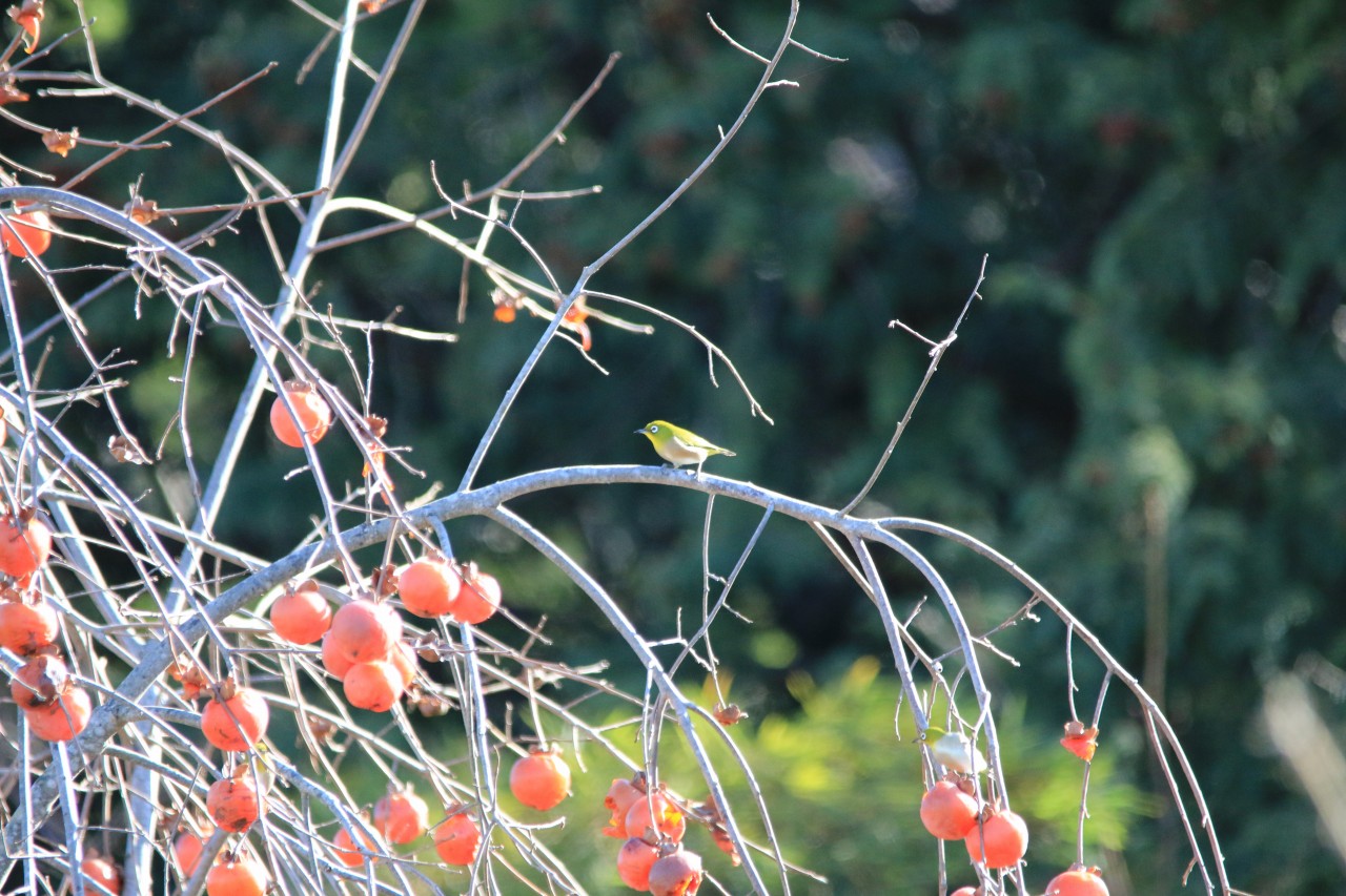 野鳥撮影開始_f0203700_1256051.jpg