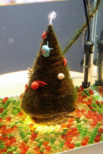 新江ノ島水族館 ２０１３ １２ ２３撮影 フォトライフ