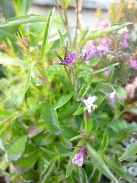 f0228619_10009.jpg