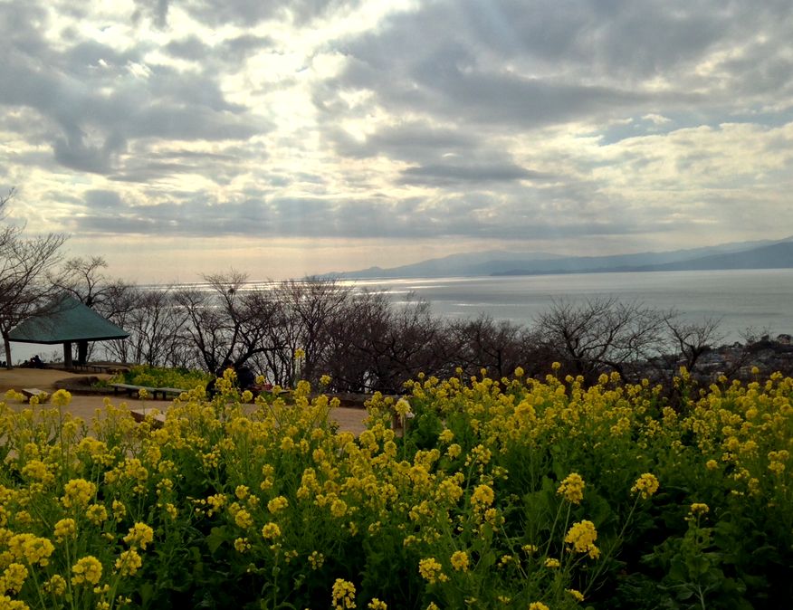 05/January  小寒の日本水仙と菜の花の群生と相模湾の斜光_e0149934_17223195.jpg