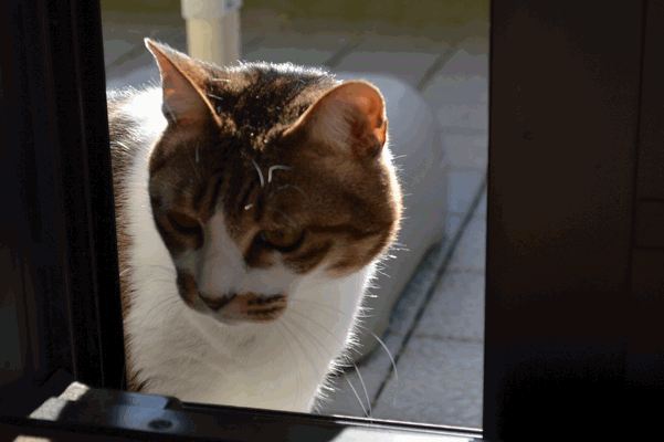 c0136736_15481816.gif