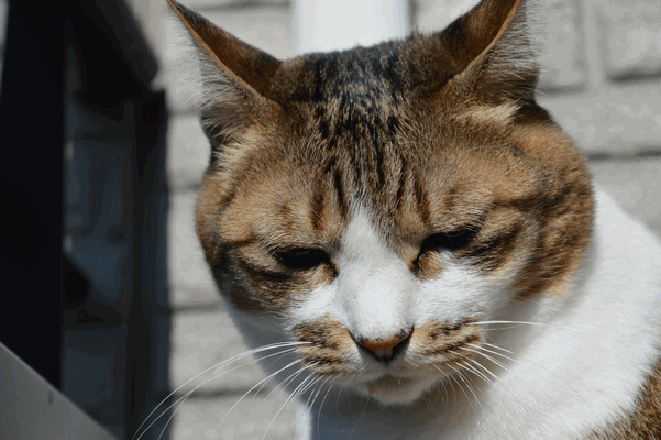 c0136736_15483915.gif