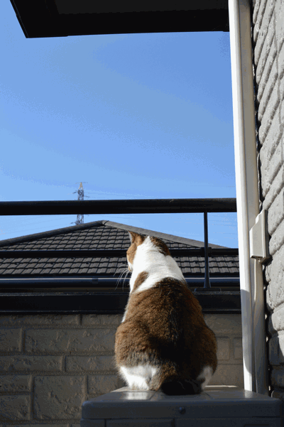c0136736_1548446.gif