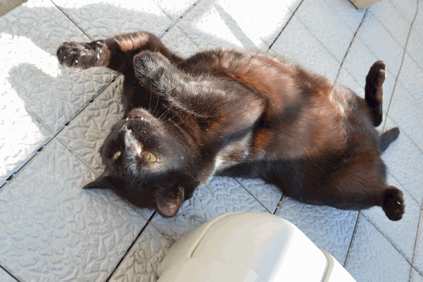 c0136736_15514267.gif